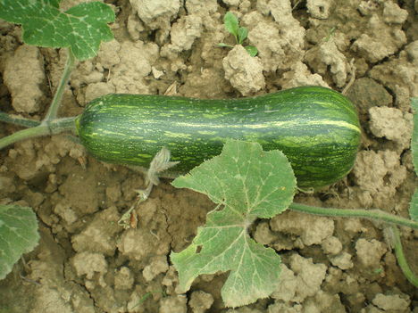 sütőtök