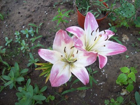 lallipoppliliom