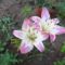 lallipoppliliom