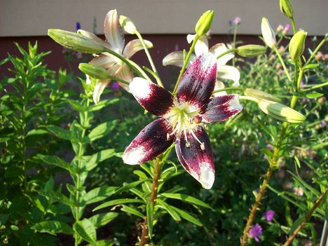 liliom