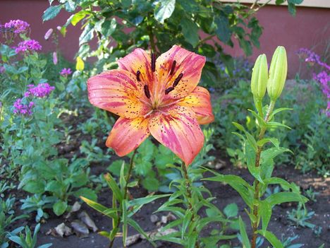 liliom