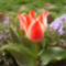 Botanikai Tulipán