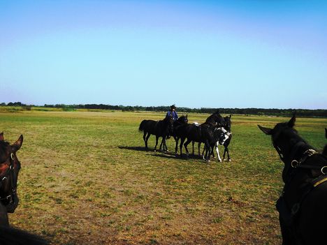 Hortobágy 9