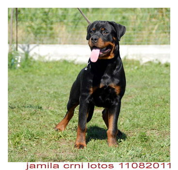 JAMILA CRNI LOTOS