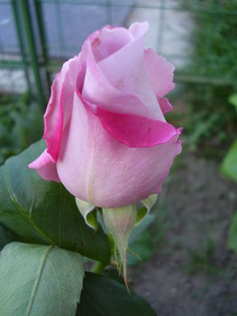 Rózsa