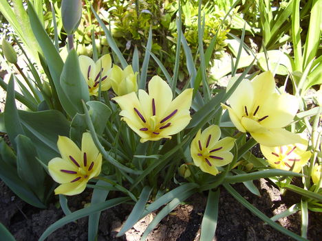Tulipán