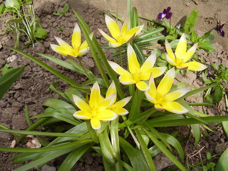 Tulipán Tarda