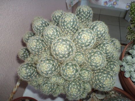 egy tál kaktusz