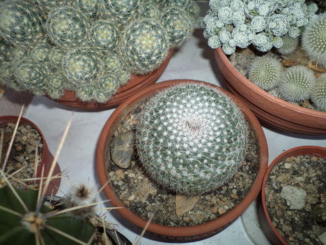 gömb kaktusz