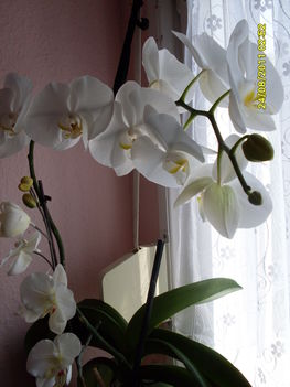 orhideák 1