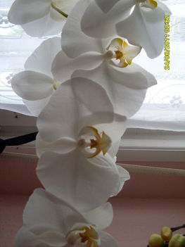 orhideák 2