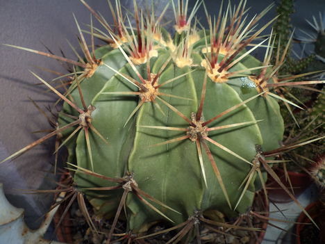 óriási gömb kaktusz