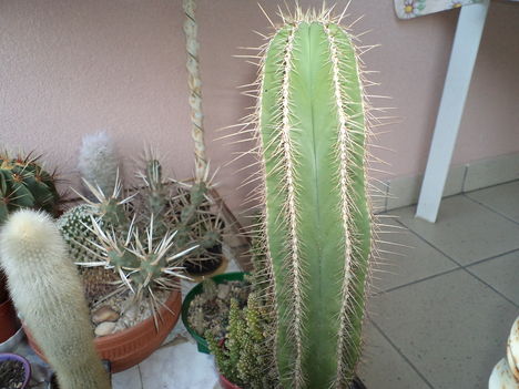 oszlop kaktusz