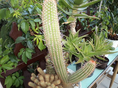 oszlop kaktusz
