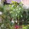 saját napraforgóm2 001