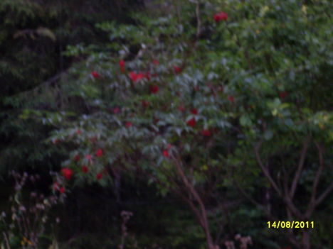 SDC13314