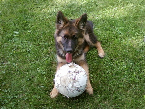 a focival...