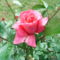 ciklámen rózsa