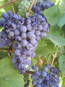 Fénykép 0188 Otelló szőlő