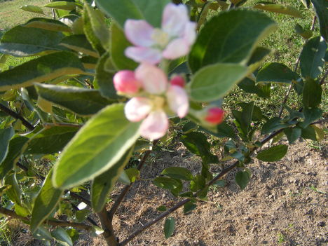 Kis alma fa most virágzik