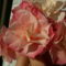 PICT1931