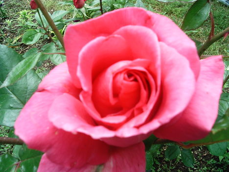 rózsaszinű rózsa