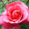 rózsaszinű rózsa