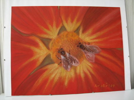 tulipán
