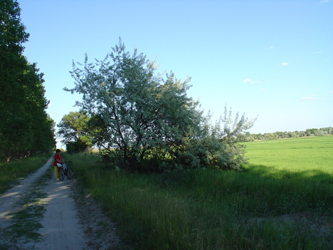 a körtefánál
