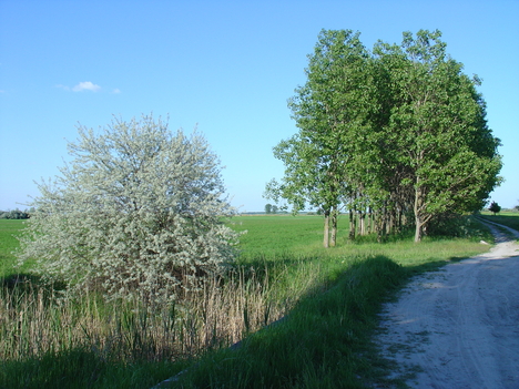 a körtefánál