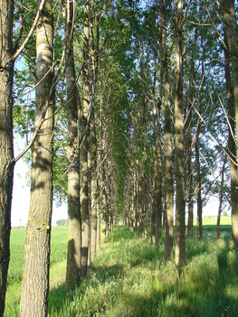 a vadászlesnél
