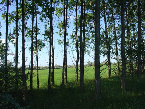 a vadászlesnél