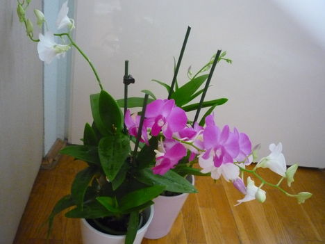 DENDROBIUM 1