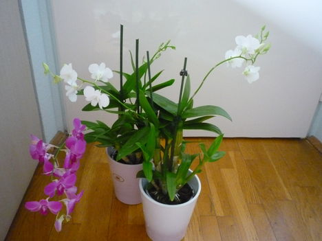 DENDROBIUM 11