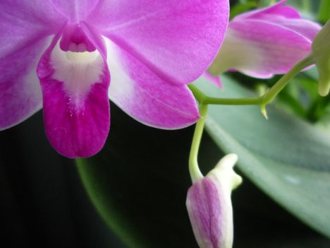 DENDROBIUM 12