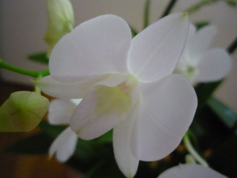 DENDROBIUM 14