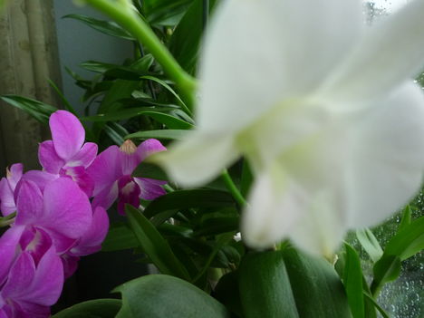 DENDROBIUM 16
