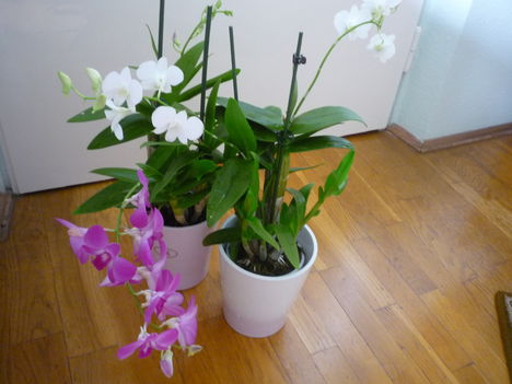 DENDROBIUM 2