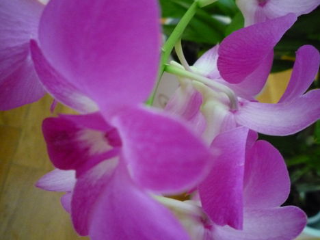 DENDROBIUM 3