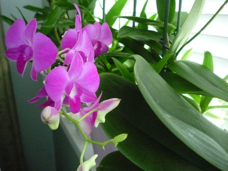 DENDROBIUM 5