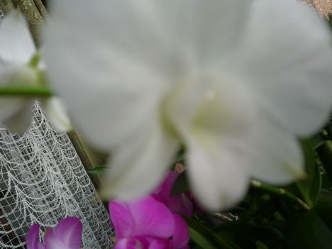 DENDROBIUM 6