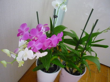 DENDROBIUM 8
