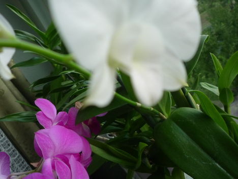 DENDROBIUM 9