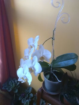  Fehér orchidea most