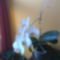  Fehér orchidea most