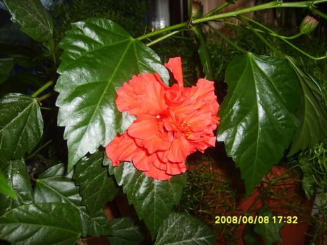 hawaii rózsa