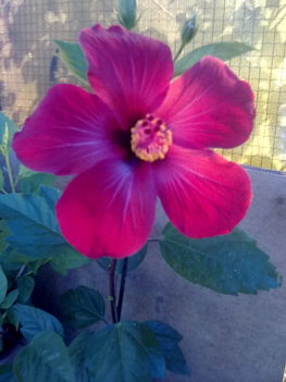  Hibiszkusz most