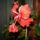 hibiszkuszok