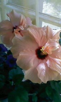 hibiszkuszom