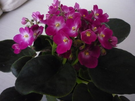 IBOLYA  :-)) 3